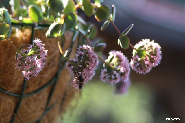 sedum sieboldi
